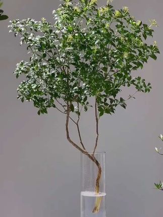 马醉木网红轻奢绿植室内鲜花水培鲜切枝条马醉木#马醉木打造家中的小森林 #日本马醉木 #国产马醉木 #室内绿植#马醉木