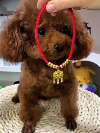 带上这个小金锁,气质一下就上来了#宠物用品推荐 #谁家小狗像个小宝宝 #宠物时尚