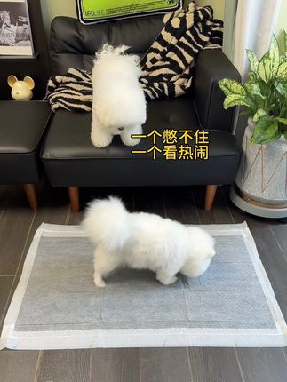 这两只关系好的小狗每天形影不离的,尿尿都陪着#萌宠好物 #萌宠 #萌宠日常记录