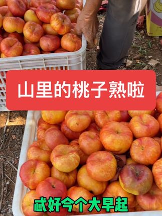 #抖音新农人 #优质农产品 #采摘园 #油蟠桃 #优质农产品