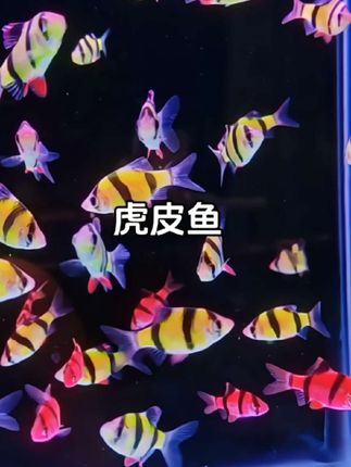 冷水鱼界的颜值担当?虎皮鱼超燃登场!虎皮鱼观赏鱼冷水鱼好养活 想养冷水观赏鱼,却不知选啥?虎皮鱼绝对让你眼前一亮!它体表斑纹酷似老虎皮,黄黑相间,色彩艳丽且富有个性,在鱼缸中格外醒目。 虎皮鱼生性活泼,游动迅速,活力满满,群游时场面壮观,为鱼缸增添无限生机。作为冷水鱼,它对水温适应性强,无需复杂加热设备,饲养轻松。 如此颜值与活力兼具的虎皮鱼,就是冷水观赏鱼中的明星,别再犹豫,快把它带回家,打造个性水族世界!#观赏鱼 #虎皮鱼 #虎皮鱼苗 #养鱼日记 #萌宠出道计划 @抖加🔥上热门🔥dou+🔥热点宝 @DOU+小助手 @DOU+上热门 @抖音创作小助手