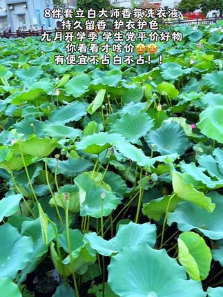 学生党就快开学了,洗衣液先安排上。#立白大师香氛洗衣液 八件套,你看看才啥价!!妥妥的#学生党平价好物 呀!!再不买就不送这么多了,买一次够用半年了!!立白洗衣液大品牌,品质嘎嘎好,高级好闻,持久留香,护衣护色,而且柔顺不伤手,还能做到深层清洁,嘎嘎好用!!夏天衣服有异味还难闻或者开学军训衣服出汗臭臭的,用上它舍友还以为我喷香水了,被窝都是香香哒,真的太好闻啦!!平台活动趁着价格划算赶紧囤!!#学生党洗衣液推荐 #持久留香的洗衣液推荐 #污渍轻松去除
