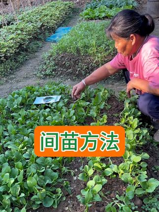 “座颗老”种植的间苗方法:一行一行间苗,不容易死苗。#种植小技巧 #种植方法 #小菜园 #间苗方法