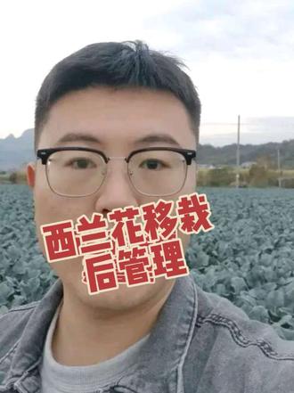 西兰花移栽后管理#新农人