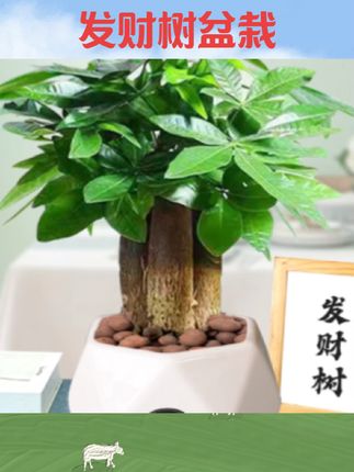 #发财树盆栽 发财树盆栽室内好养绿植办公室桌面四季常绿植物摇盆栽#发财树绿植 #室内绿植 #绿植盆栽 #好物推荐🔥