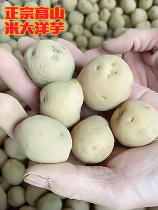 大山里的土货怎么才能卖出去啊?求指点#高山米大洋芋 #高山洋芋 #抖音助农扶农 #大山里的原生态