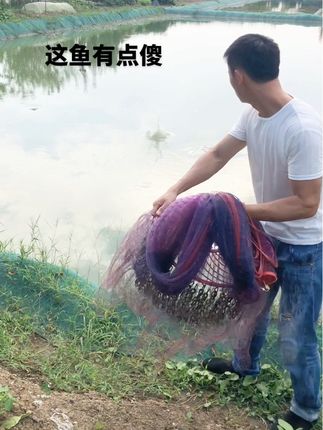 撒网捕鱼 撒网捕鱼#撒网