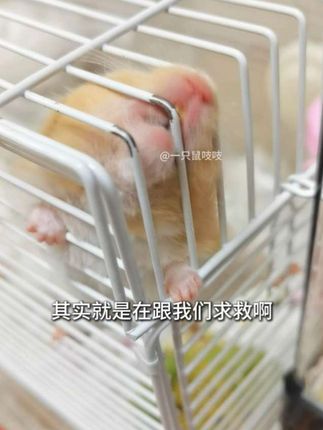 仓鼠发出了求救信号,别说你还不知道#仓鼠磨牙 #仓鼠零食 #仓鼠冻干