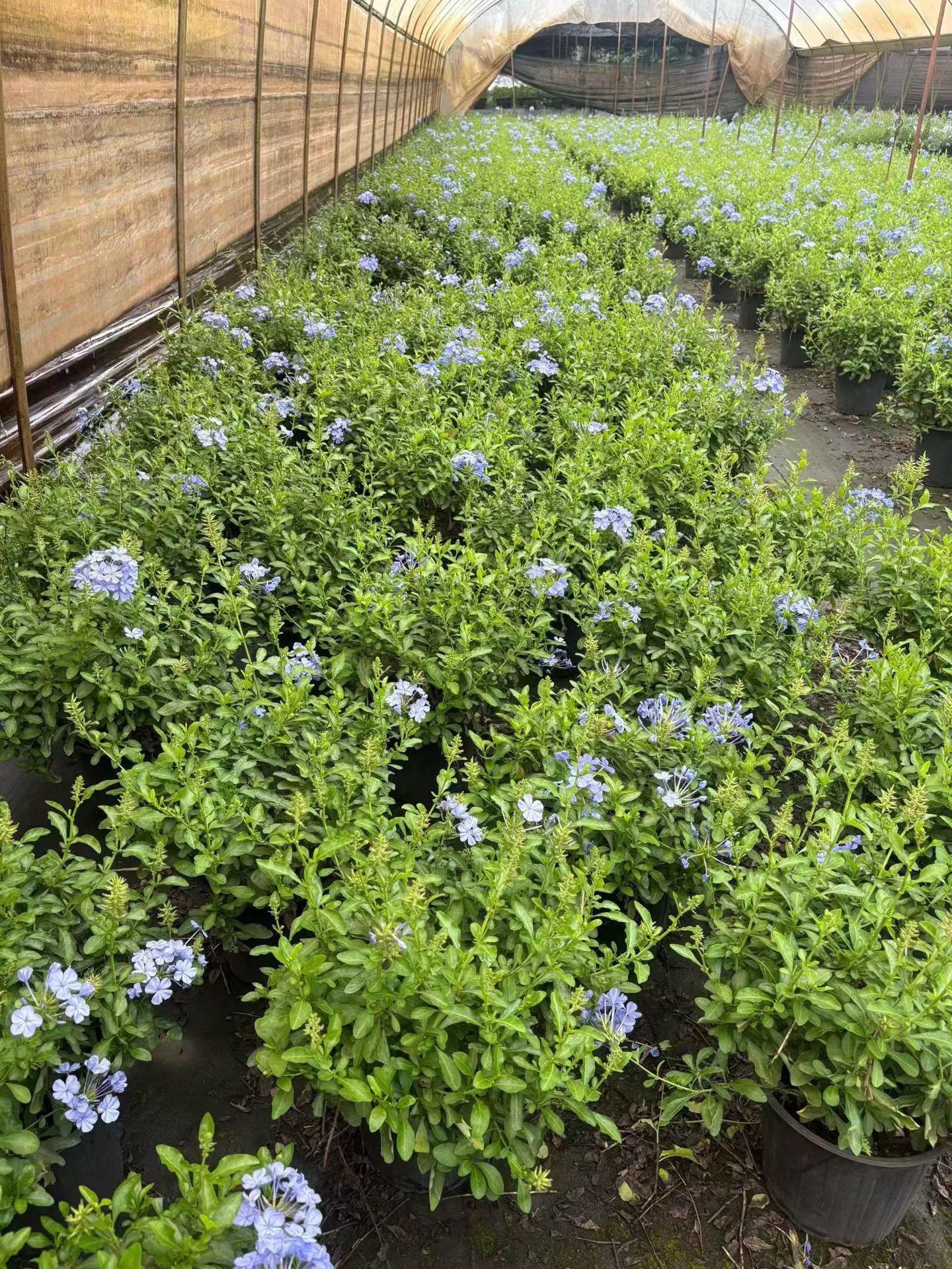 蓝雪花花苞状态效果刚刚好 #蓝雪花 #蓝雪花棒棒糖 #蓝雪花修剪 #蓝雪花拱门