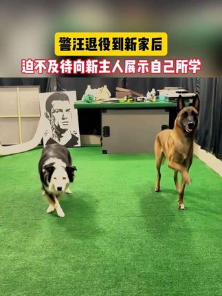 这么懂事能干的汪汪,就该能过上幸福的退休生活 #萌宠出道计划 #动物的迷惑行为 #狗狗的心思都写在脸上了 #神奇动物在抖音 #狗狗