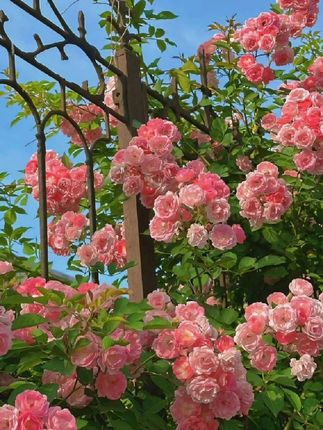 #虞书欣cos焦糖拿铁巡游 #虞书欣 #赵露思 #虞书欣刺激之夜