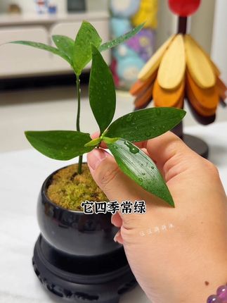 家里有脾气不好的,一定要养一盆这样的四叶草!#花卉绿植 #室内盆栽 #室内绿植 #植物 #盆栽