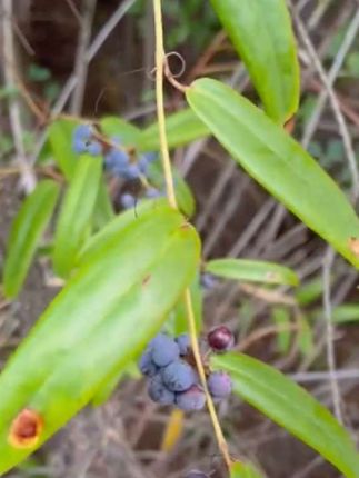 小时候摘它的果实来吃叫做硬饭籽!中医有个响亮的名字叫土茯苓! 你的家乡有吗?知道它的妙用吗?#上热门 #我的农村生活 #猜猜这是啥 #三农 #土茯苓 @DOU+小助手