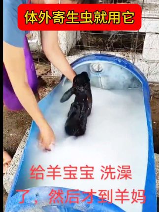 #体外寄生虫 #牛羊体外驱虫 #草爬子 #牛羊体外寄生虫喷一喷全灭掉 #虱子跳蚤
