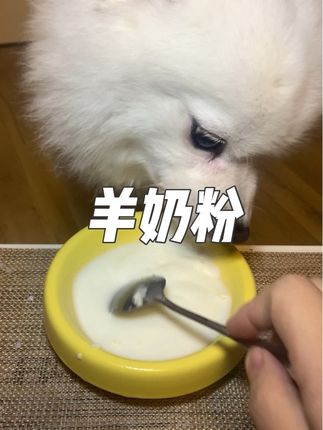 天冷了,整一碗羊奶粉,喝完热热乎乎还长肉肉~#科学养宠攻略 #新手养狗 #养狗经验分享 #羊奶粉