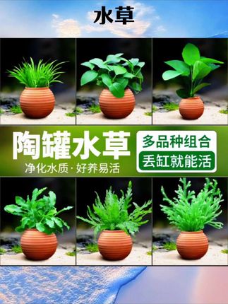 鱼缸水草造景摆件增氧阴性绿菊蜈蚣草净水定植陶罐水草火山石套餐#水族用品 #水族爱好者 #好物推荐 #钓鱼 #水草造景