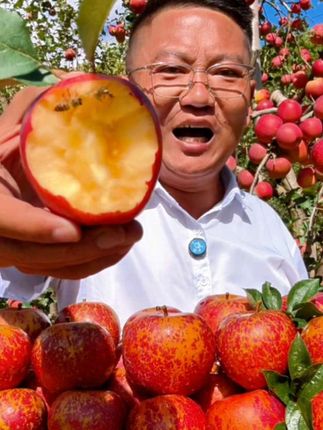 云南正宗现摘红苹果昭通冰糖心丑苹果新鲜大凉山脆甜水果产地直发#创作者扶持计划 #新农人计划 #抖音助农扶农 #新鲜采摘 #优质农产品