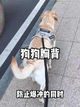 夜间可反光的防爆冲后置牵引胸背,还不快安排上#遛狗牵绳 #牵引绳 #萌宠好物 #新手养狗 #养狗经验分享