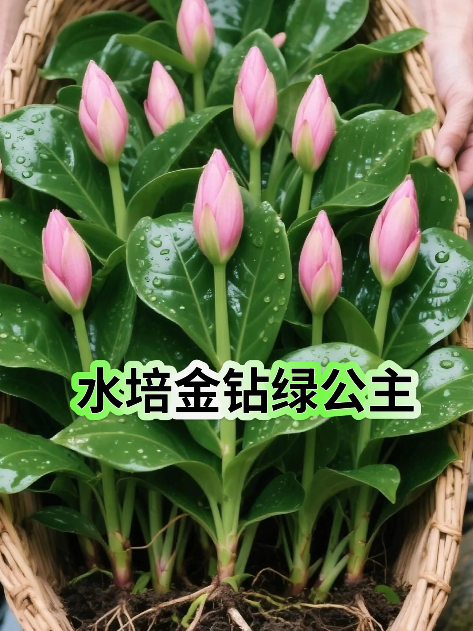 水培金钻绿公主。被问爆的水培金钻绿公主,养护超简单 家人们,最近被问爆的水培金钻绿公主,必须安利给你们! 它叶片油亮翠绿,摆在室内,高级感拉满,还能净化空气,简直是家居软装神器。 养护超省心!用晾晒2天的自来水就行,春秋7 - 10天换次水,夏天5 - 7天,冬天15天 。放在客厅明亮处,避开强光直射,温度保持在20 - 25℃最佳。每月滴几滴稀释后的营养液,就能蹭蹭长。 新手小白也能轻松拿捏,赶紧养起来,让家秒变森林小屋!#水培植物 #室内绿植 #净化空气 #绿植盆栽 #适合室内养的绿植