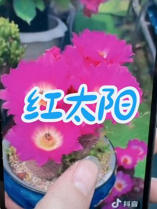 #阳台养花 #红太阳仙人球 #花卉绿植 #仙人球 #多肉植物