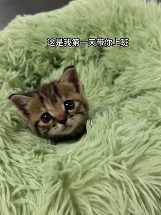 那是在一个夜晚,你敲开了我的门…… #我家的毛孩子 #萌宠 #狸花猫 #辣木 #宠物vlog