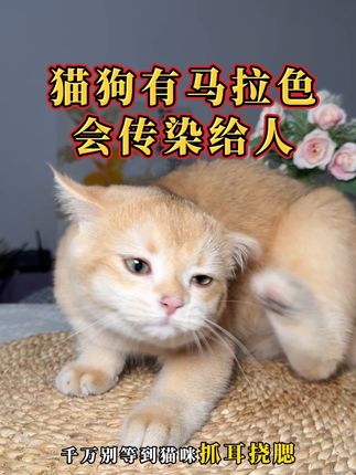 分不清耳螨还是马拉色,就用这个双效合一的次抛滴耳液,温和高效还卫生!#马拉色 #耳螨 #猫咪耳螨 #养猫新手 #哈湃