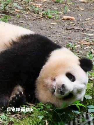 晚安,花宝宝!#大熊猫和花 #太有意思了 #可爱有趣 #毛孩子的日常