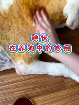 碘伏可以救狗命#养狗小知识#养狗经验分享#新手养狗#狗狗健康#狗狗