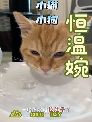 真的不要再去买大几百个的宠物恒温饮水机了!快来试试我这个邪修版的宠物恒温饮水机!温度一直都能保持在30多度!电源线采用的还是加厚的编织工艺!加热一下猫粮汤包都很合适!#宠物恒温饮水机 #狗婉