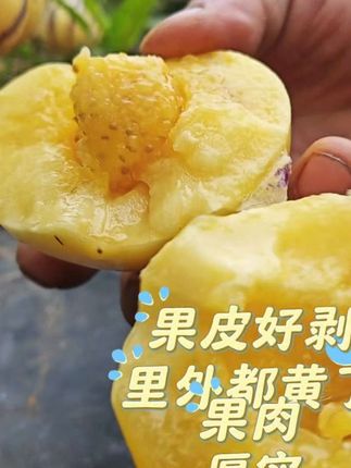 #人参果 买到黑心果了?吃起来淡而无味?那快来试试这个。真枝上熟的人参果!
