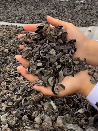 东北头茬黑木耳,干货无根肉厚软糯筋道健康头茬木耳,炒肉凉拌炒鸡蛋都好吃😋#精选新木耳#农产品#东北秋木耳
