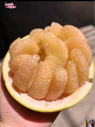 终于买到了报恩柚子,不粘皮!真的不粘皮!巨好剥!果肉细腻,脆甜多汁巨好吃!秋天的第一个柚子安排上!#文旦柚 #秋天的第一个柚子 #柚子的正确剥法 #柚子 #新鲜应季水果