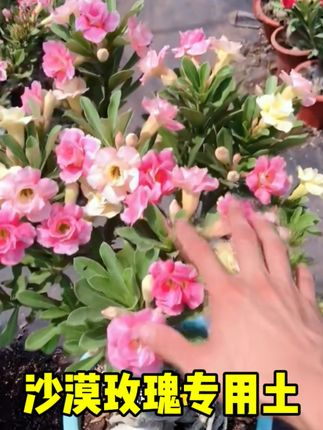 #爱生活爱养花 #爱生活爱养花 #花卉绿植 #每日分享