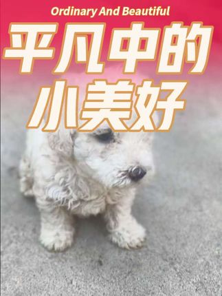 #是小狗更是家人 #冷轧粮#靓演冷轧粮