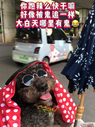 #萌宠出道计划 #动物的迷惑行为 #狗狗 #狗狗成精了 #搞笑