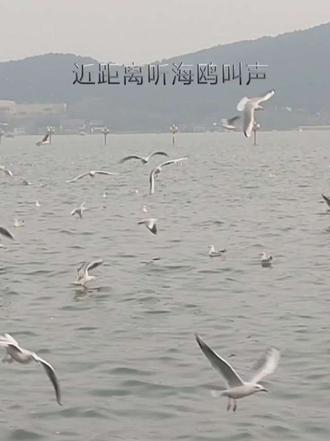 原画质原声手机拍摄,近距离听海鸥的声音很治愈,这里不是大海同样感受大海的浪漫。云龙湖最佳观鸥时间
季节:12月至次年2月(数量最多、最稳定)
下午15:30-17:00:日落前逆光集群,翅膀镶金边
📌 注意事项
1. 天气选择:晴天微风(2级内)、气温>0℃时,海鸥低空盘旋最密集;大风/结冰天会躲入芦苇丛或湖心岛
2. 推荐点位:音乐厅观湖点、南湖桥、音乐桥(近期火出圈的新晋C位)
3. 拍摄技巧:逆光拍摄可捕捉海鸥翅膀金边,搭配湖面波光粼粼,出片率超高 1. 云龙湖景区指南
💡 实用建议
1. 交通贴士:公交38/49/57路直达,自驾可停景区停车场,或租小电动车环湖游览。
2. 穿着建议:冬季观鸥需注意保暖,建议戴手套、围巾,穿厚外套。
3. 错峰出行:周末人多,建议工作日前往;下午16:00后光线柔和且海鸥密集。#鸟类实拍 #秀出家乡美