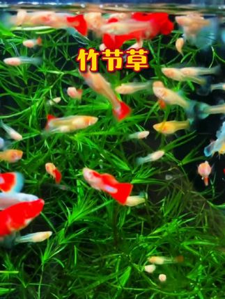 #竹节草 #水草 #孔雀鱼 #孔雀鱼繁殖 #新手水草孔雀鱼的完美搭档