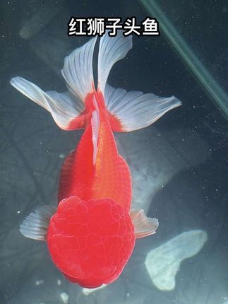 看这红狮子头鱼!头瘤饱满像绣球,尾鳍飘逸似轻纱,游起来灵动又讨喜,新手也能轻松照料,给家里添份生机与雅致。 1. #观赏鱼爱好者#轻松养鱼 #养鱼日记 #红狮子头鱼 #鸿运当头鱼
