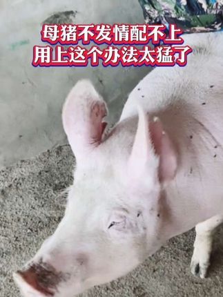 母猪不发情配不上,用上这个办法太猛了 母猪不发情配不上,用上这个办法太猛了#母猪不发情 #母猪配不上 #母猪 #养猪人 #养猪技术