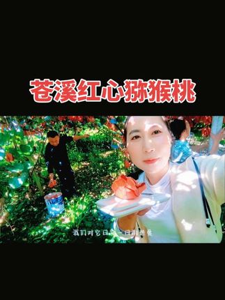 #苍溪红心猕猴桃 又一批现摘猕猴桃带着阳光出发啦!颗颗饱满,甜中带酸,一口爆汁 需要的宝子们抓紧哦~#猕猴桃