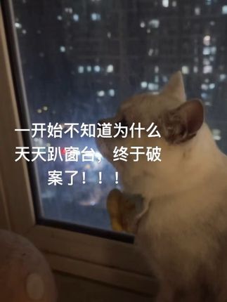 每天晚上准时准点趴窗台的小冒咪#小猫 #猫咪