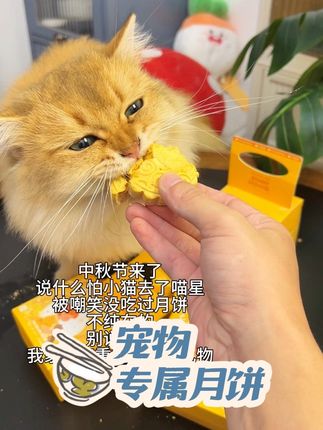 小猫的专属仪式感,是专属铲屎官给的#人我也要吃中秋月饼 #宠物零食 #中秋节 #宠物月饼