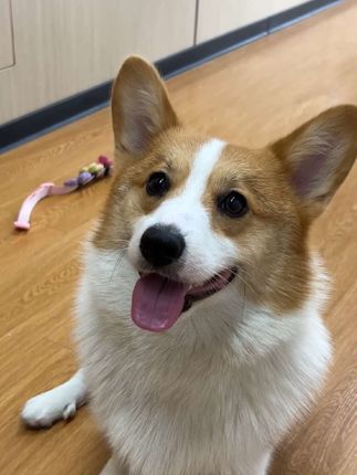 宠物平时皮肤干燥,一直挠的,真的要试试这款玻尿酸锁水湿巾#宠物湿巾 #萌宠好物