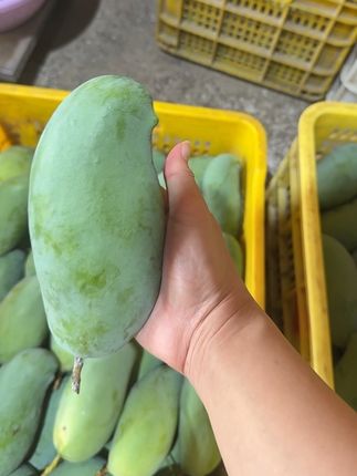 这种靓货你们才看得上,个个精品#桂七香芒 #广西田东芒果之乡