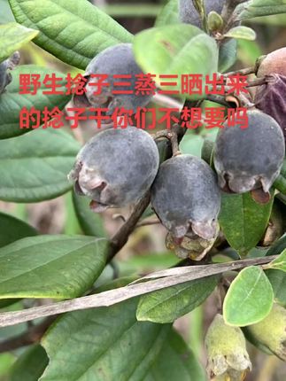 新鲜采摘回来经过三蒸三晒的捻子干出炉了,泡8+1的土货、山货!富婆们你们还等啥?没有帅哥给你下单的,#泡酒 #泡酒好材料 #桃金娘 #捻子 #农村生活