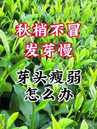 秋梢不冒发芽迟,芽头瘦弱怎么办?#三农#抖音助农#茶树种植管理#茶芽丰#茶树种植