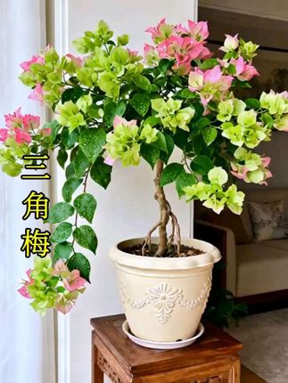 #创作灵感 三角梅:把四季酿成热烈的诗 不挑土壤,不恋温室,墙角砖缝里也能炸开一片艳霞。 玫红燃着火焰,粉白裹着温柔,紫瓣藏着浪漫,每片苞片都在替花言说—— 无需精心侍弄,只要给点阳光,就能从春到冬,把日子缀得满是生机。#三角梅 #爱生活爱养花 #家庭养花 #养花人
