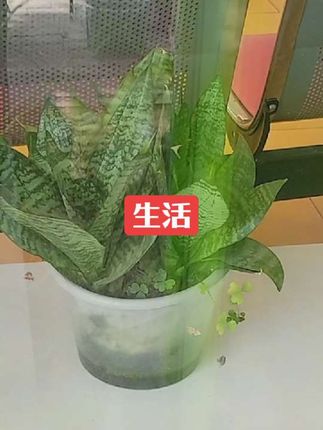 #室内花草植物盆栽 #爱生活爱养花 #阳台种植 #家庭种植 #家庭养花
