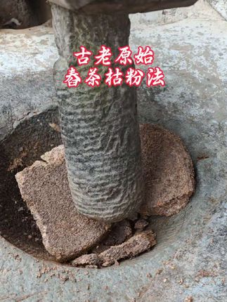 用古老原始舂野生山茶油枯粉法,其目的是为了保护茶枯粉的原生态,用起来更有体验感。#茶枯粉 #茶枯粉洗头 #茶麸粉 #山茶油#植物洗发 @农村茶枯茶油坊