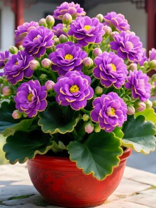 #长寿花苗#小苗金狐狸#室内外四季开花卉